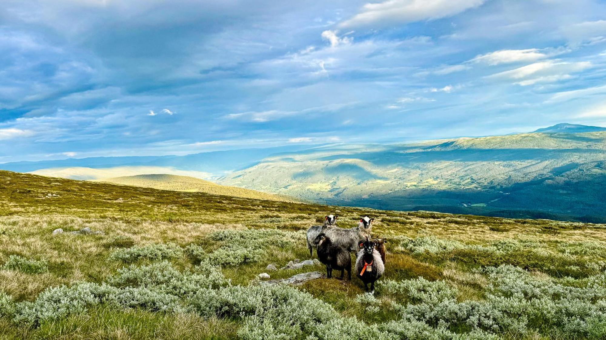 Mjosvang Kafe Vang I Valdres Dış mekan fotoğraf